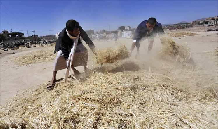 الفاو: حرب اليمن تعرقل زراعة المحاصيل وتنذر بنقص غذائي