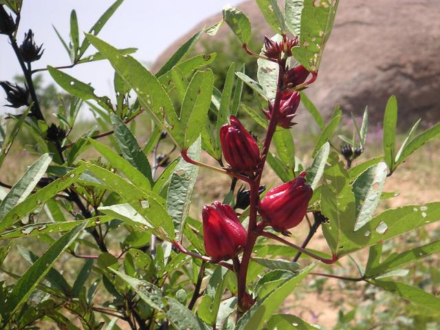 رويال للأعشاب