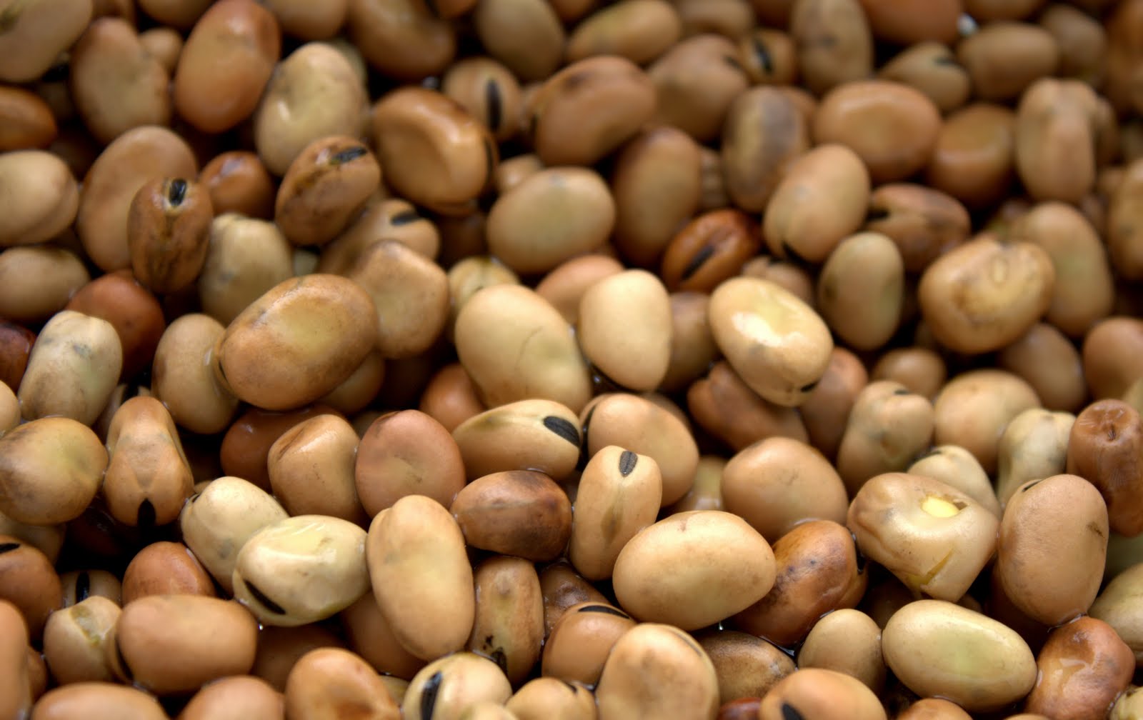  مصر تستورد 400 ألف طن فول سنويا و15% تراجعا في الطلب 