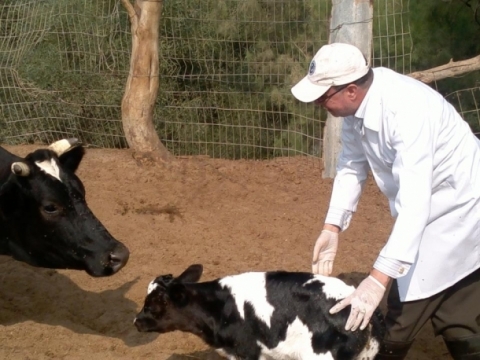 الإحصاء: 172.1% زيادة فى نسبة إصابة الماشية بمرض الحمى القلاعية عام 2014