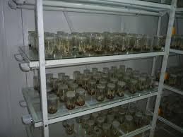 “اورجانيك جوجوبا” تؤسس شركة للاستثمار الزراعى بالاكتتاب العام مطلع 2016