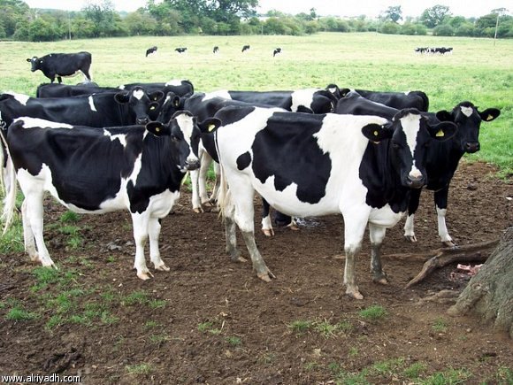 “بان أفريكا ” تستورد 30 الاف رأس أبقار و ” إبل ” لعيد الاضحي 