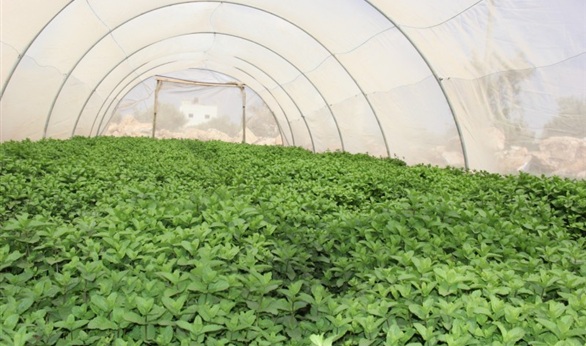 بدء زراعة النعناع الطبي لأول مرة بالوادى الجديد