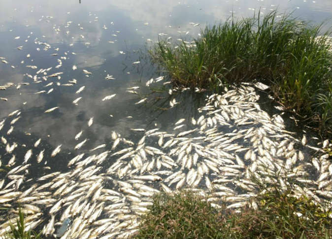 نفوق الأسماك برشيد