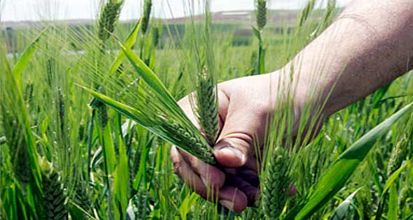 7 مليارات جنيه الموازنة التقديرية لهيئة التعمير الزراعية عن العام المالى الجارى