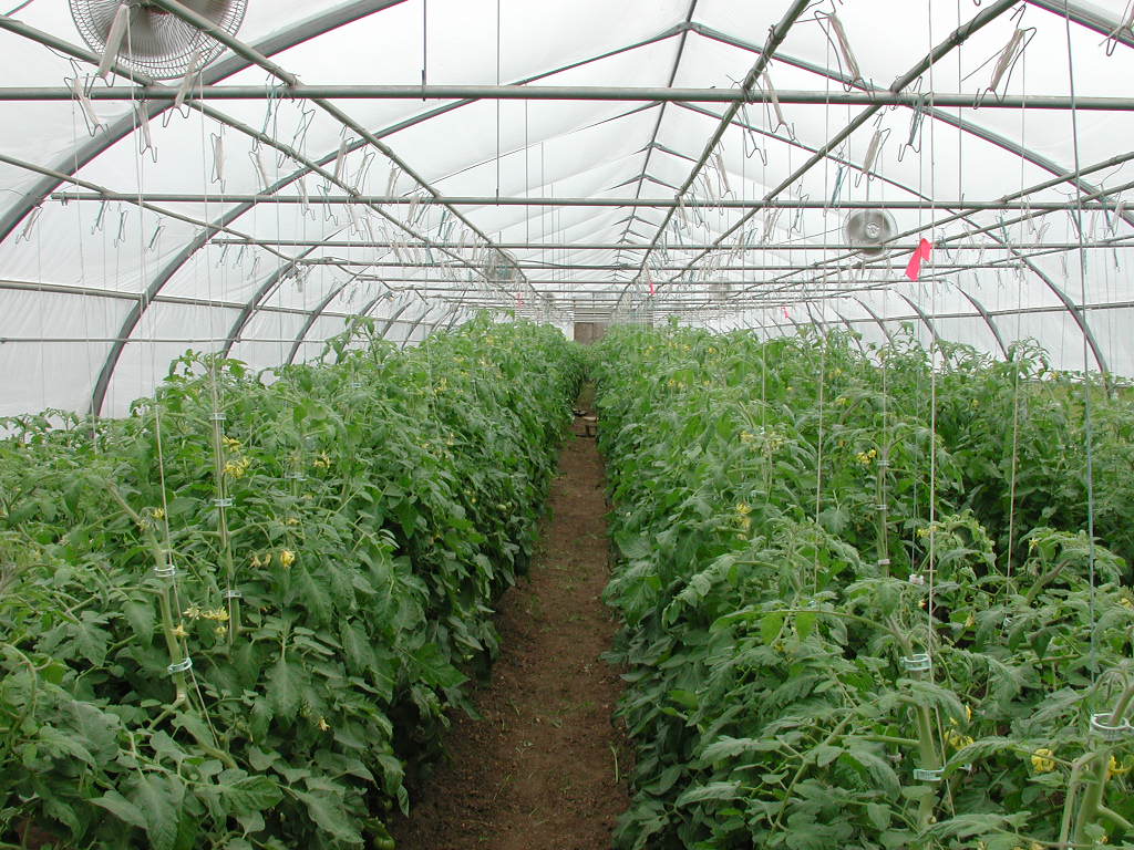 ” قادر ” تسعي لاقتناص إنشاء 1000 بيت زراعى بجنوب سيناء ضمن مشروع المليون فدان