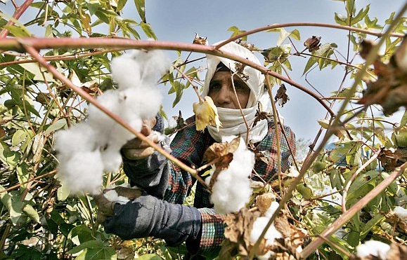 انتهاء مهلة إعداد خطة تسويق القطن و«اللجنة العليا» لم تجتمع
