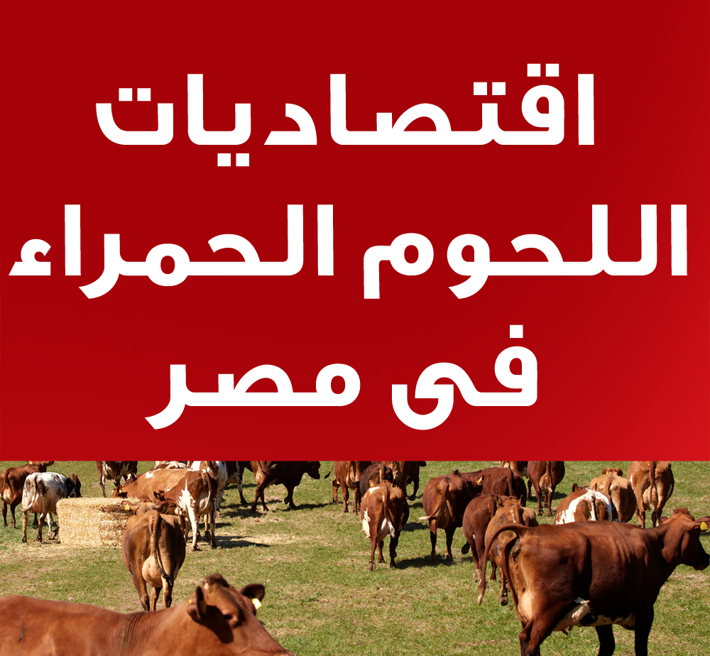 انفوجراف: اقتصاديات اللحوم الحمراء فى مصر