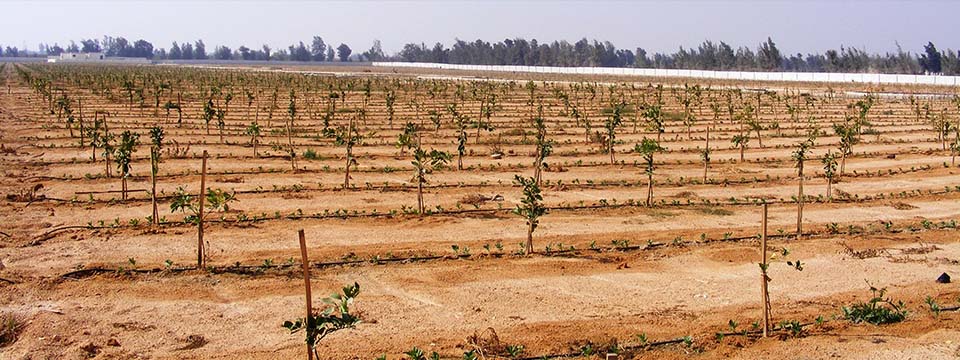 “أجريماتيك” تطلق حلولاً تكنولوجية لاستصلاح الصحراء