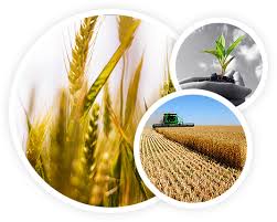 “مارينا للتنمية” تنشئ مصنعاً لمركزات الطماطم باستثمارات 100 مليون جنيه