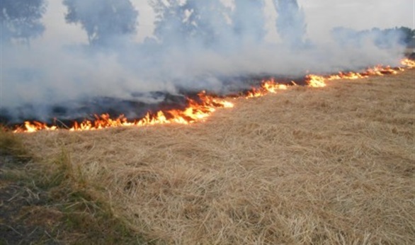 البيئة تحرر 9266 محضراً لحرق المخلفات الزراعية خلال شهرين