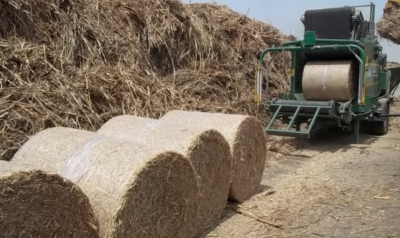 415.3 ألاف طن قش الأرز تم تدويره خلال 2015 لإنتاج الطاقة والسماد العضوي