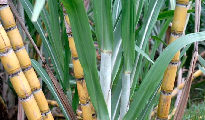 ” القابضة الغذائية ” ترصد 5 مليارات جنيه لشراء قصب السكر من المزاعين