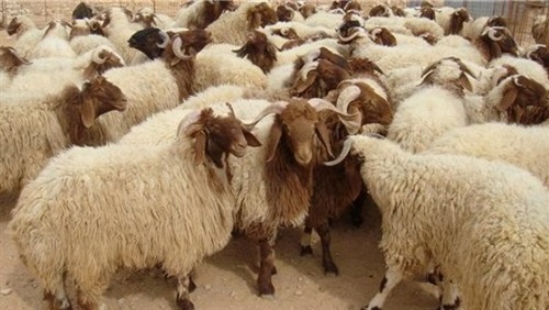 ” الشرق الاوسط ” ترفع الطاقة الاستيعابية لمحجرها فى أسوان إلى30 الف رأس شهريا