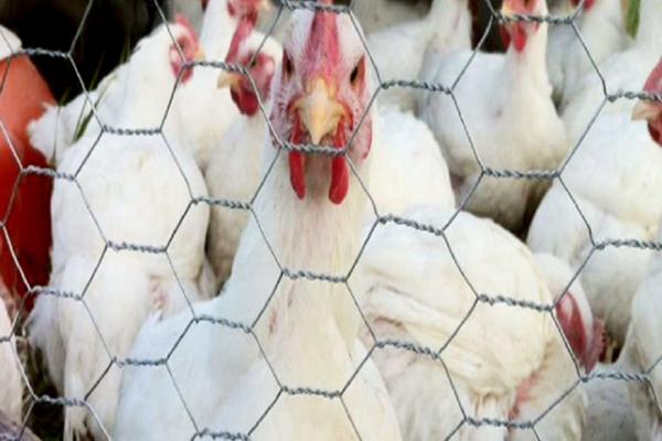 العراق يمنع استيراد الطيور من 24 دولة من بينها مصر