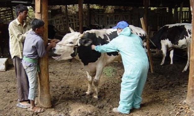 «الزراعة» تؤكد عدم تفشى الحمى القلاعية.. والنافق 21 حالة فقط