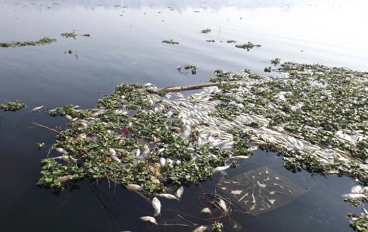 وزير البيئة: نقص “الأوكسجين” أدى لنفوق الأسماك فى “البحيرة” و”كفر الشيخ”