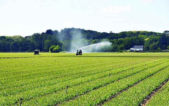 “مارينا للتنمية الزراعية” ترهن زيادة رأس المال بحل أزمة الدولار