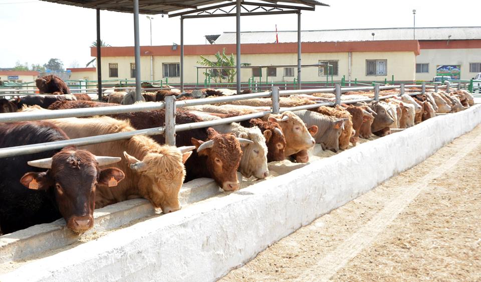 1100 رأس ماشية من أسبانيا للطرح فى المجمعات الاستهلاكية