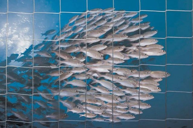 اطلاق مشروع “التحول المستدام لمنظومة السوق بقطاع الاستزراع السمكي المصري”