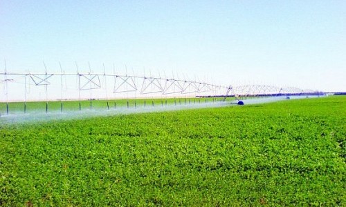 “نهر الخير” تسعى لتدشين مدينة زراعية على 10 آلاف فدان بـ”المنيا”