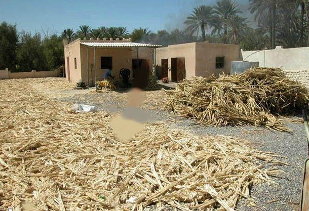 “الأقصر” تستهدف تحويل 20% من مخلفات القصب إلى علف حيوانى