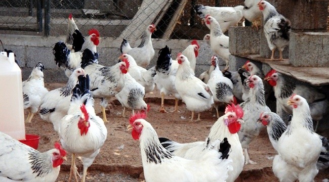 الدجاجة التركية تغزو العالم باستراتيجية الغذاء الآمن