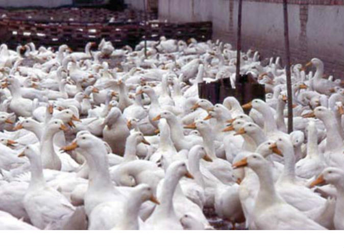 “شعبة الدواجن” تطاب “الزراعة” بفتح باب استيراد “البط الفرنسي ” لضبط الاسعار قبل رمضان