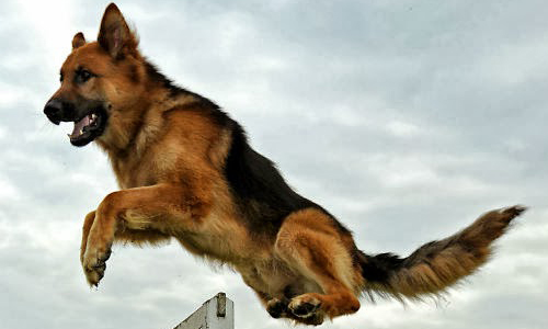 تدريب الكلاب