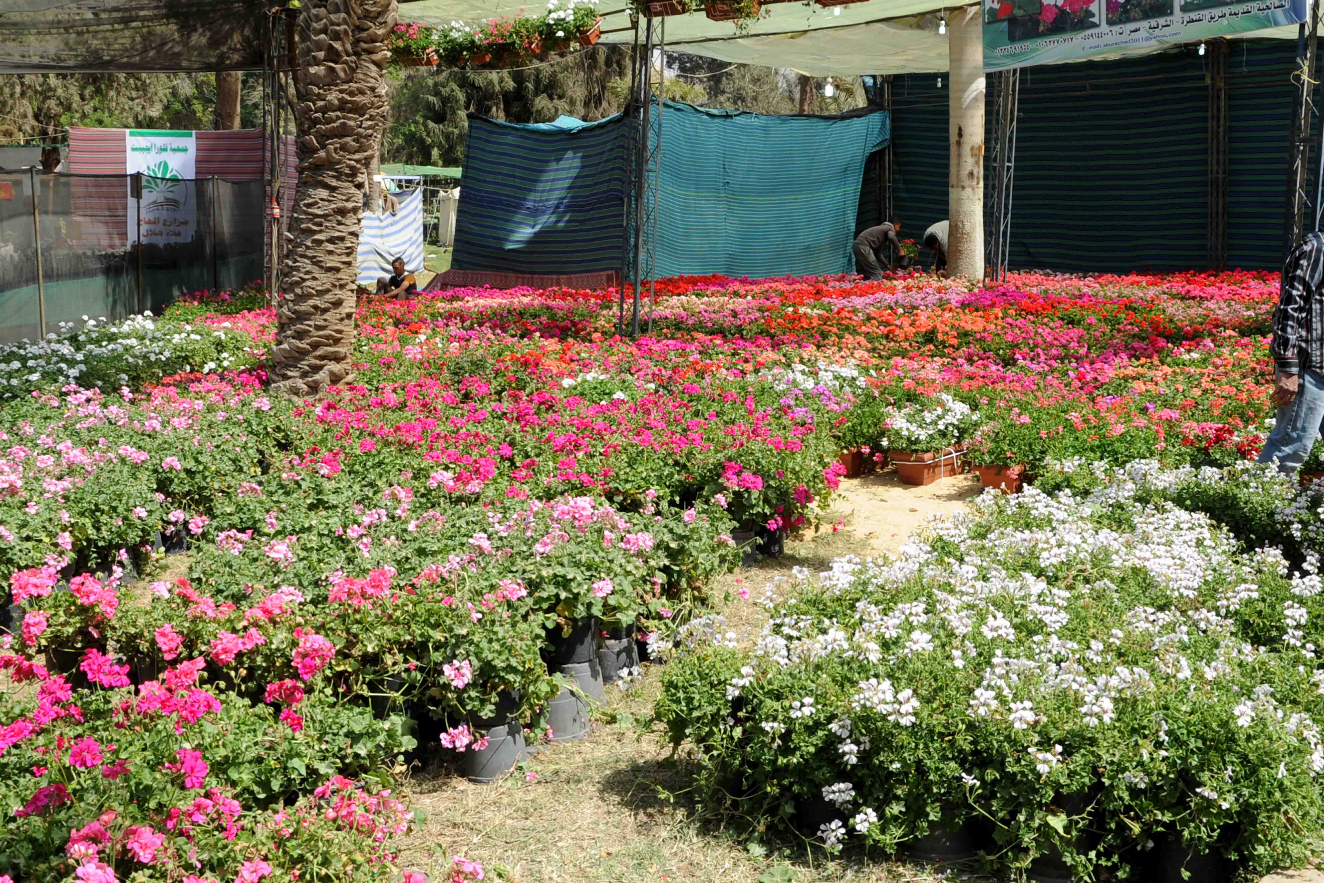 معرض زهور الربيع فى حديقة الأورمان