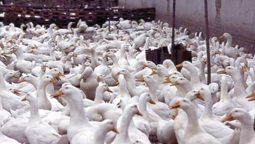 رئيس رابطة المستوردين: المصريون يأكلون 35 مليون بطة سنوياً.. والأسعار ترتفع 50%