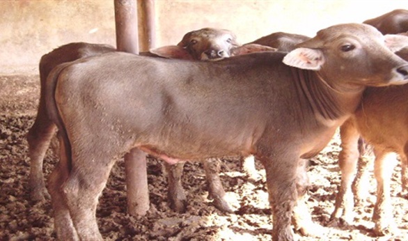 الزراعة: 100 مليون جنيه دفعة اولى لمشروع البتلو بفائدة 5%