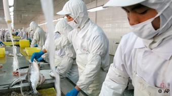 “سمرمون” لتصنيع الأسماك تستثمر 7 ملايين جنيه لرفع طاقتها الإنتاجية