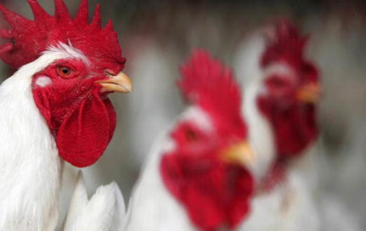 شركة أمريكية تطرد 10 موظفين بسبب إساءة معاملة الدجاج