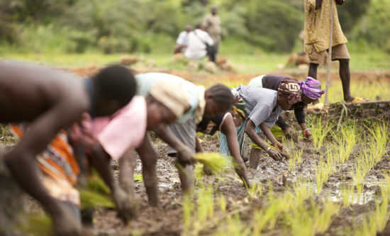 مشكلة العمالة غير المرئية فى أفريقيا