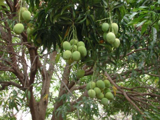 مشاتل فواكه