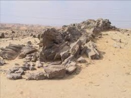 “الوزراء” يوافق على إنشاء مشروعات سكنية بمحمية “الغابات المتحجرة” بـ 3 مليارات جنيه