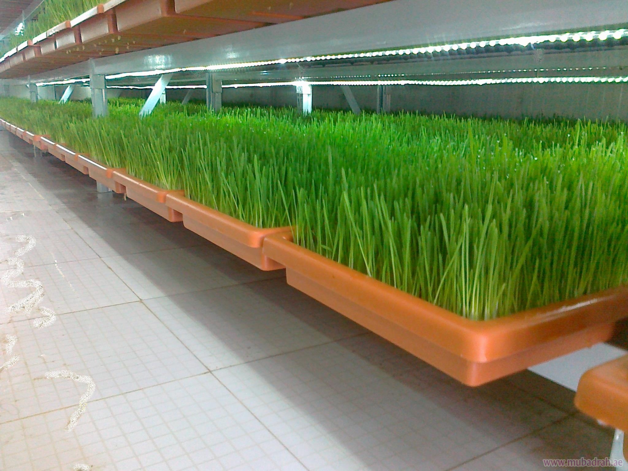 “المصرية للأعلاف” تدشن خط إنتاج لاستنبات الشعير بطاقة 300 طن سنوياً