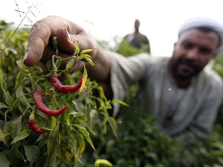 روسيا ترفع الحظر عن صادرات مصر الزراعية بعد التراجع عن “زيرو إرجوت”