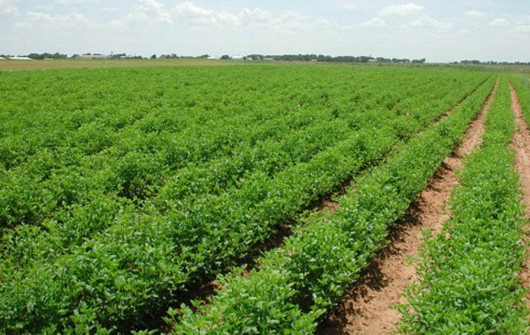 السيسى: طرح المرحلة الأولى من مشروع الـ1.5 مليون فدان أكتوبر المقبل