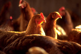 “مزرعة العيوطي” تنشئ مصنعاً جديداً للأعلاف بـ25 مليون جنيه خلال 2017