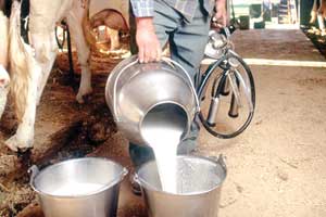 الصناعات الغذائية تدعو لإنشاء مراكز لتوعية الفلاحين بمخاطر طرق التداول التقليدية للألبان