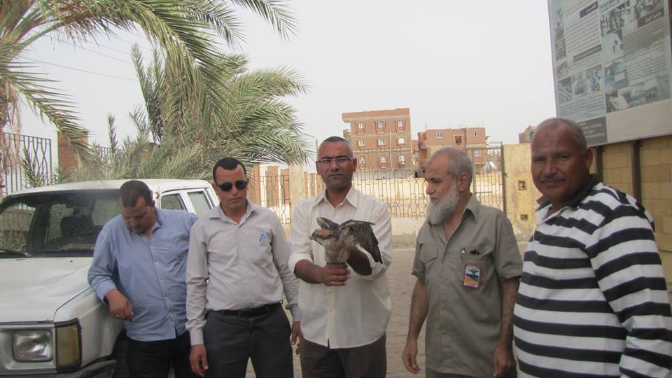 بالصور.. محمية الفيوم تضبط صقر”حوام” لصيد الطيور النادرة