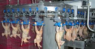 “النصر للمجازر” تستهدف مضاعفة طاقتها الإنتاجية إلى 3 مليون طائر خلال عامين