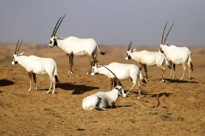 “الوزراء” يُقر  تخصيص  مساحات بالمحميات لبيعها  للمستثمرين