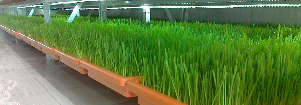 “ATM” للإنتاج الحيوانى تدرس التخارج من مصر وتأسيس شركة بالصين