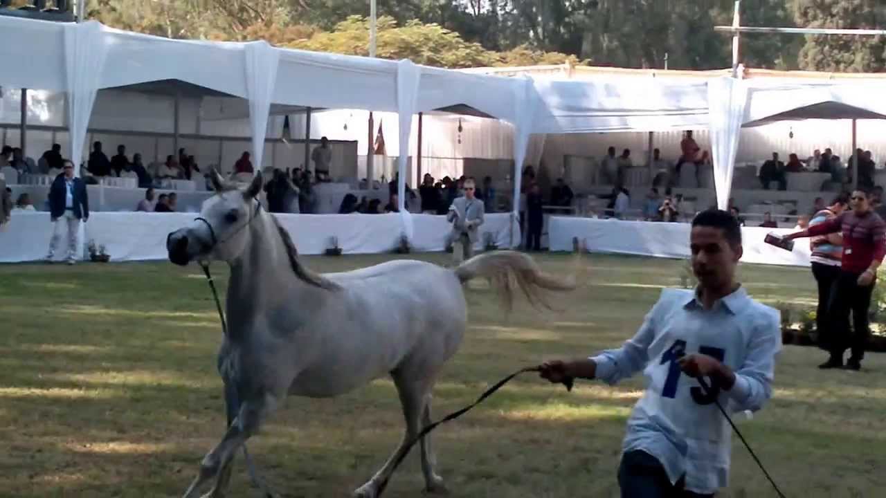 مصر تُصدِّر الخيول إلى دول الاتحاد الأوروبى بعد توقف 6 سنوات