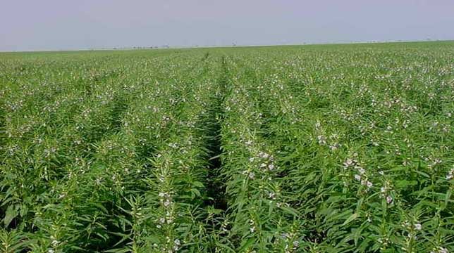 زراعة المحاصيل “الزيتية” تواجه شبح الاندثار