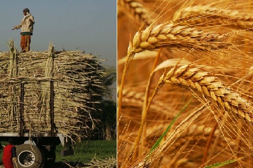 القمح والقصب