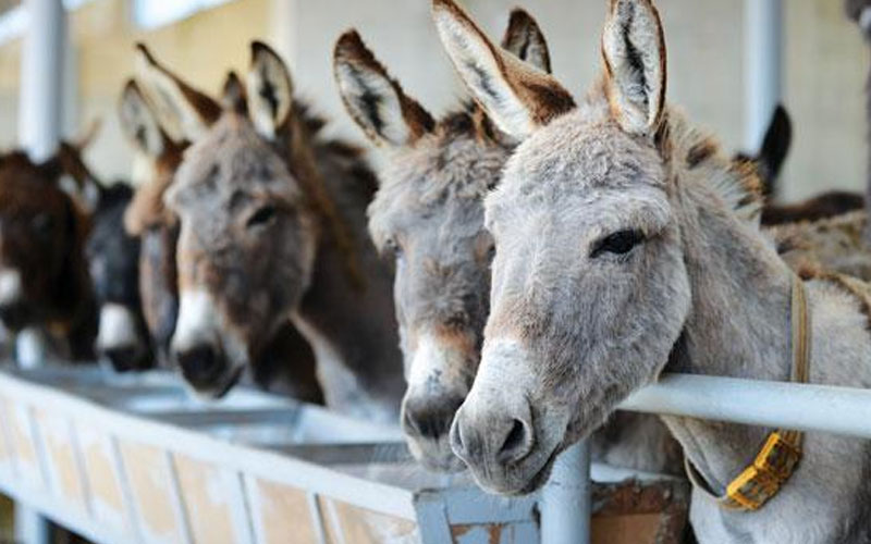 "الزراعة": ضبط سيارة نقل بها 19 حمارًا بالقليوبية